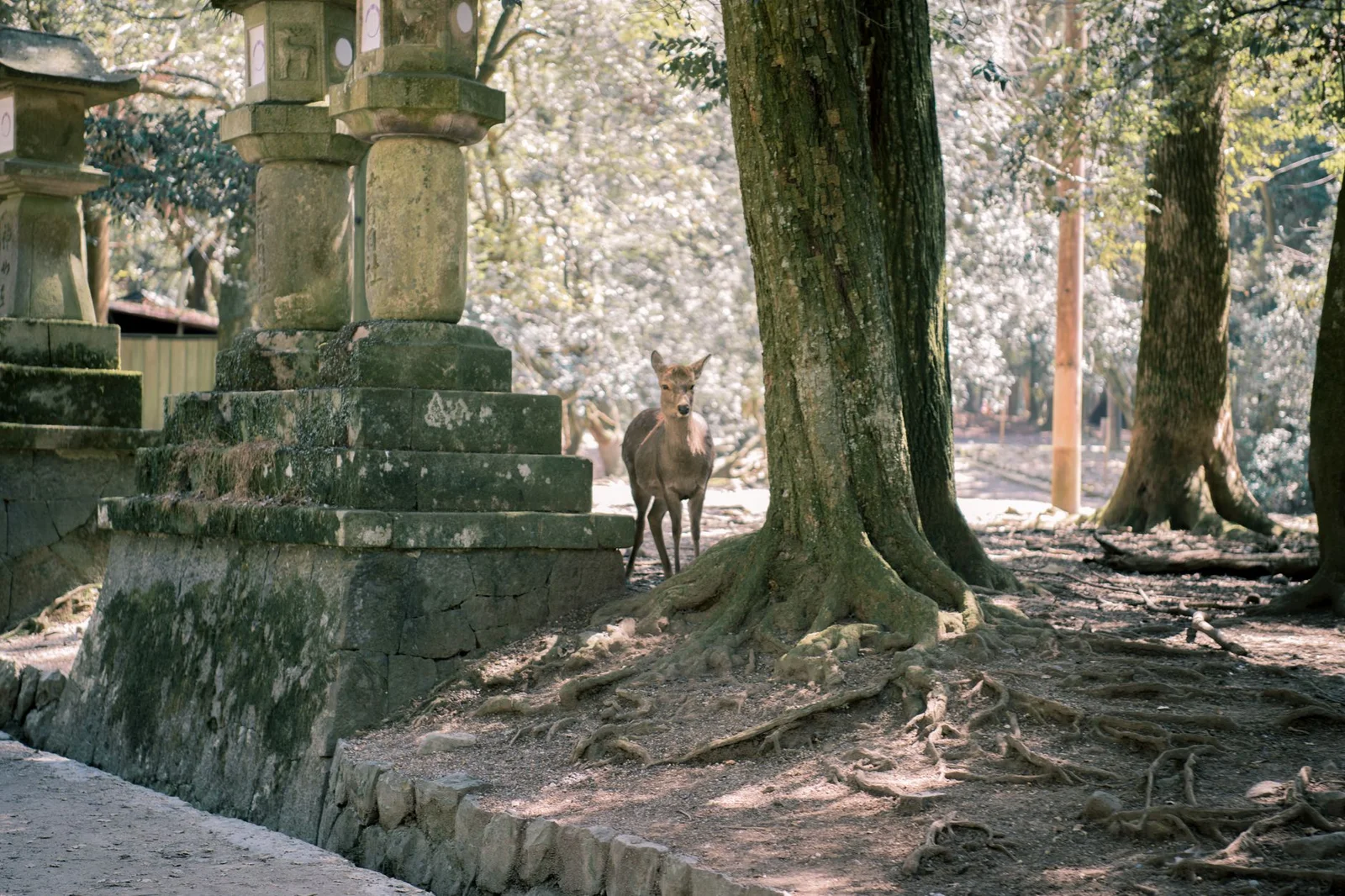 Nara – Osaka – Kyoto – Nagoya – Phú Sĩ – Tokyo 6N5Đ