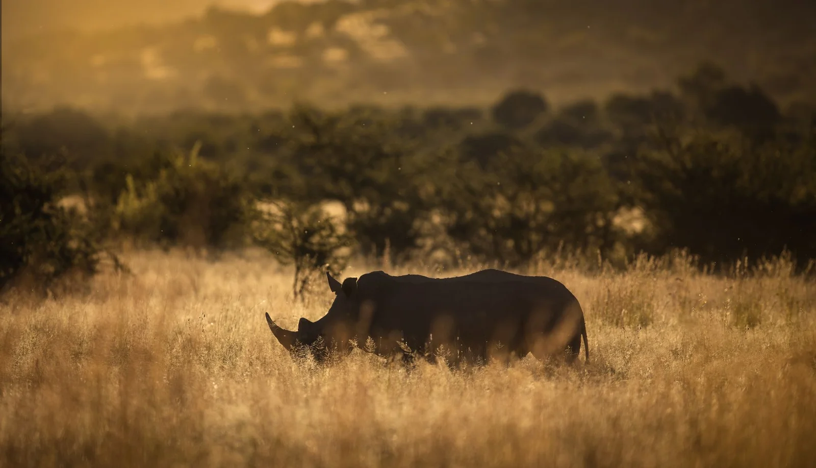 Hà Nội – Johannesburg – Pretoria – Pilanesberg – Cape Town 8N7Đ